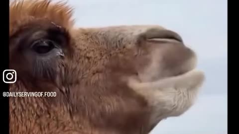 Camel tried lemon