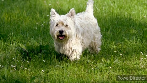 Cute puppy walking in garden #55