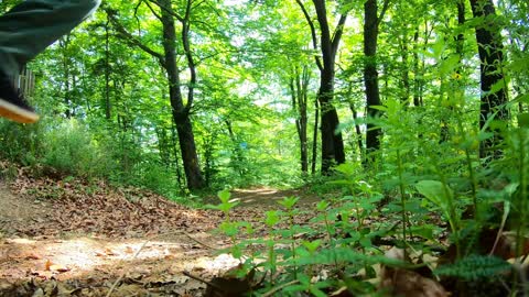 Airwalk Through the Forest