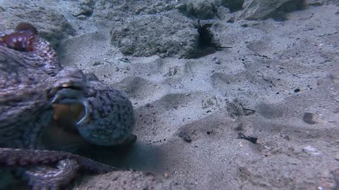 Playing Tug of War with an Octopus over GoPro