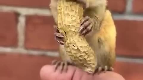 Funny little animals🥰🥰🥰