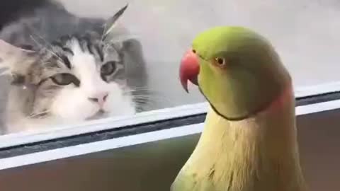 One Parrot Playing Peekaboo With A Cat