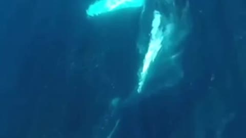 Blue Whales Sound