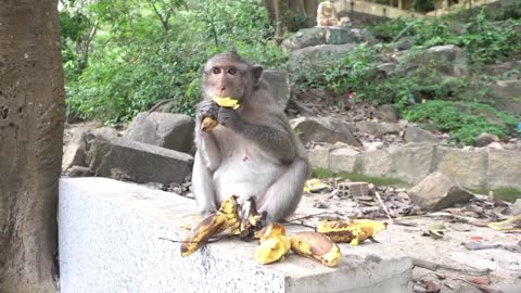 Monkey video with banana