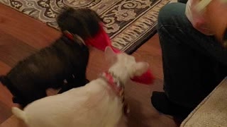 Dogs Christmas gifts