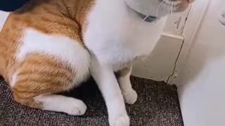 Pat your cat challenge