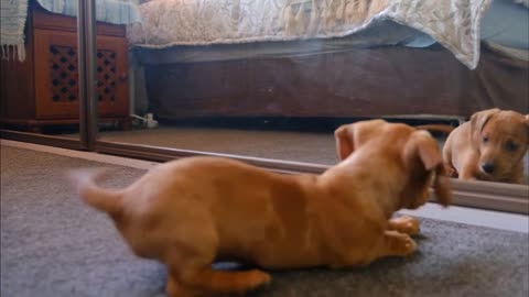 Cute Dogs Shot videos- funny videos