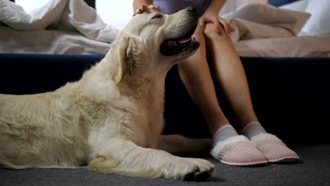 Pet dog waiting by the bed