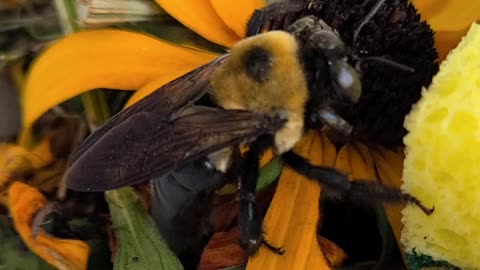 My NEW love is a Carpenter Bee 🐝 MEET J.B!