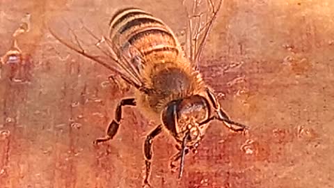 Honey Bee Dances The Happy Dance After Eating Wing Sauce