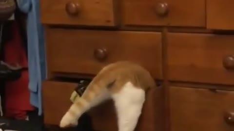 Cat stuck in a drawer cabinet😂