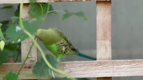 Cute bird and nice parrot beautiful video