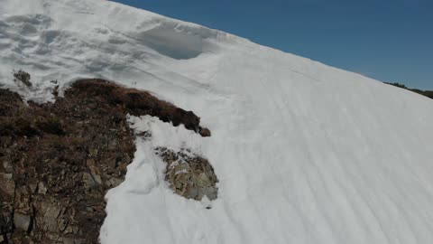 Bear Cub Struggles Its Way On The Snow To Climb Back To Mama