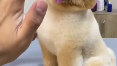 Cute dogs-- ❤️ baby dogs ---- cute and funny dog videos compilation