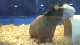 Skinny guinea pig, gets shocked after know he is being filmed [Nature & Animals]