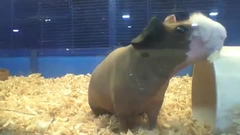 Skinny guinea pig, gets shocked after know he is being filmed [Nature & Animals]