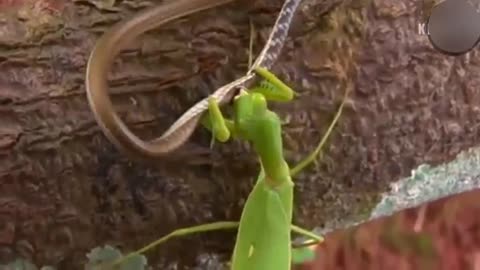 Shocking, The Grasshopper Bats Beat a Snake!