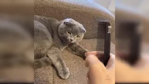 Funny and cute cats