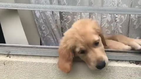 Golden Retriever Puppy Is Overly-excited To See Her Owner