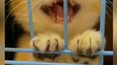 Cute cat interesting funny video