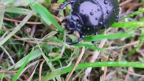 Dor Beetle Being used a Taxi for Mites