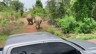 Traffic Stopped by Elephant Standoff