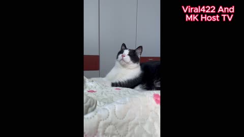 Funniest Cats Videos That Will Make You Laugh 😂 Best Funny Cats Videos Of 2024