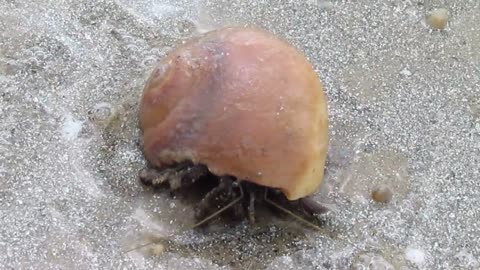 Sea Crab Got Stuck In His Head Shell