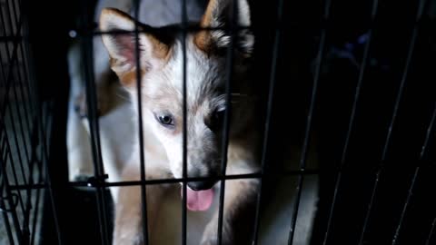 puppy dog in cage looking around