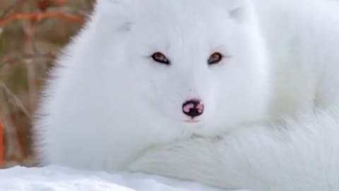 Adorable snow fox