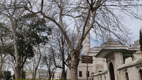 Estambul.Albergue de gatos detrás de la mezquita Beyazit.