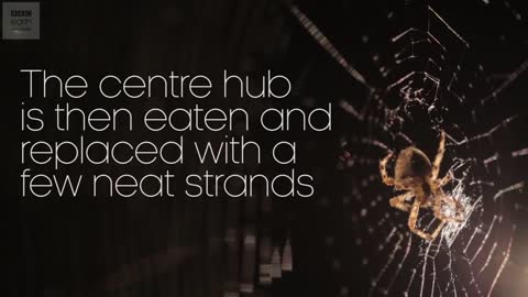 Beautiful Spider Web Build Time-lapse | BBC Earth