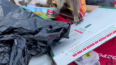 Racoon taking a nap in a rollback dumpster when a human came a ruined nap time #shorts #viral