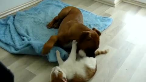 boxer dog Alex playing with cat--pes a mačka ☆
