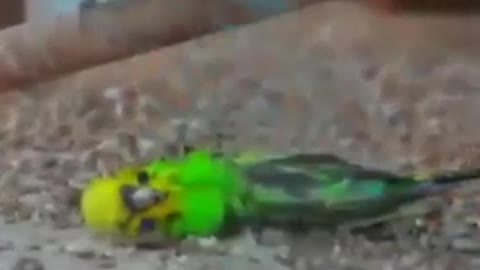 Watch the most sad scene. You will cry like this parrot. He is sad for his wife who has passed away