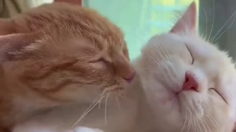 Funny Cat videos Romance cat😍