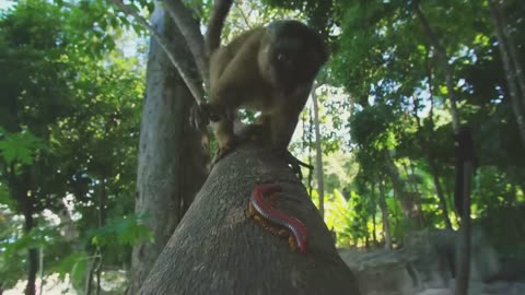 Lemurs get high | Spy in the Wild - BBC