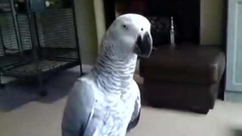 Parrot Says Don't Touch Me