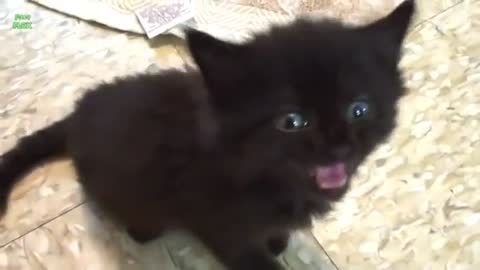 Funny cat and baby+ video