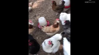 Feeding the Hens
