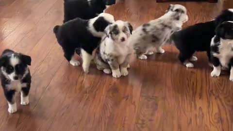 So many puppies!!