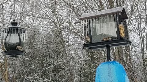 Good old Northwoods ice storm, birds eating.