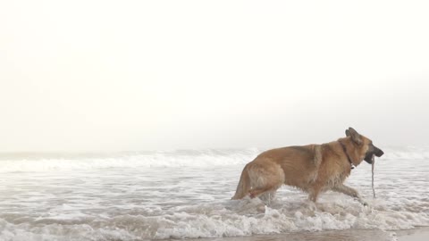 dog in the sea 11