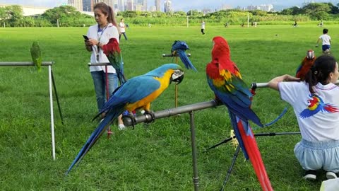 Parrots very beautiful