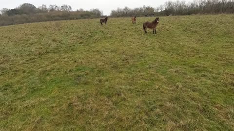 Wild ponies at an ironage fort