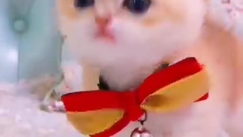 Cute Cats 2022 Funny Video