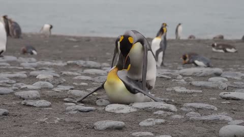 King Penguins Mate *blush*