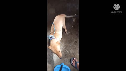 DOG IN THE PHILIPPINES