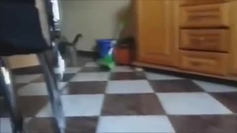 Cat and Dog sound funny movement