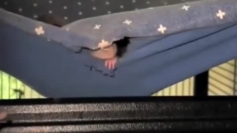 Funny rat